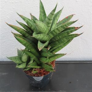 Bogenhanf, Sansevieria