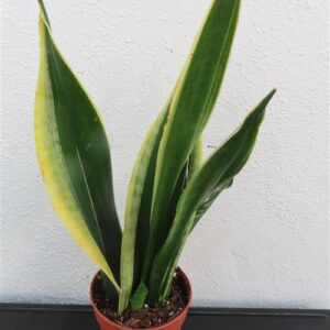 Bogenhanf, Sansevieria