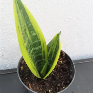 Sansevieria Golden Flame