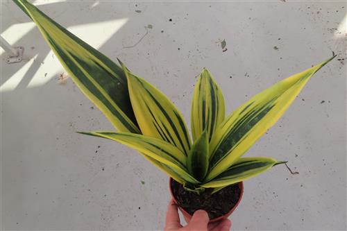 Sansevieria Golden Flame