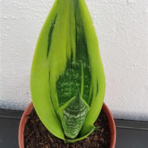 Sansevieria Golden Flame