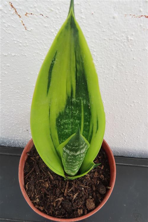 Sansevieria Golden Flame