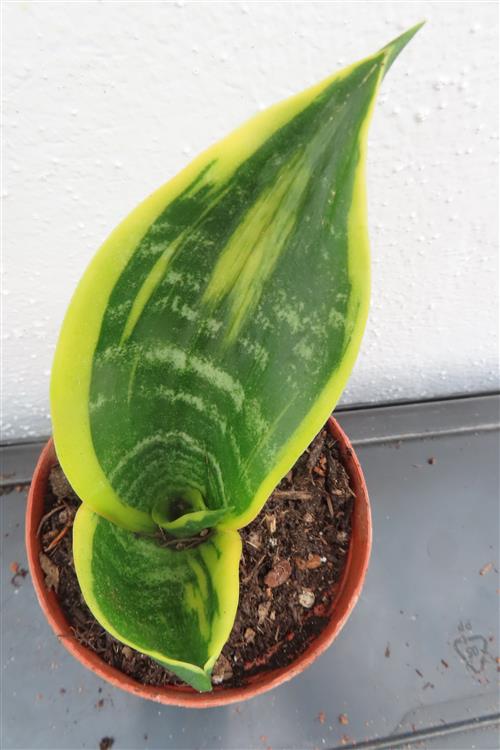 Sansevieria Golden Flame