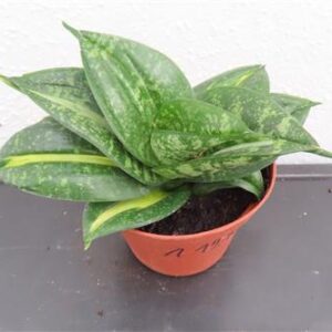 Sansevieria Curly Spiral Star