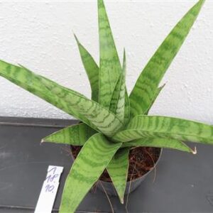 Bogenhanf, Sansevieria