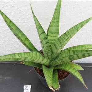 Bogenhanf, Sansevieria