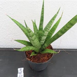 Bogenhanf, Sansevieria