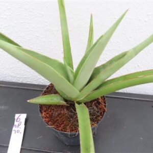 Bogenhanf, Sansevieria