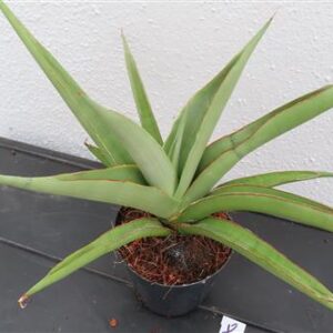 Bogenhanf, Sansevieria