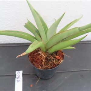 Bogenhanf, Sansevieria