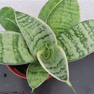 Sansevieria Silver Star