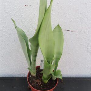 Sansevieria trifasciata Moonshine