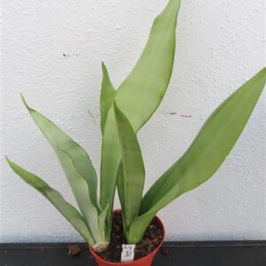 Sansevieria trifasciata Moonshine