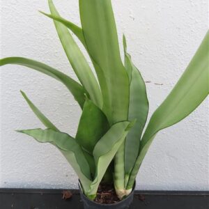 Sansevieria trifasciata Moonshine