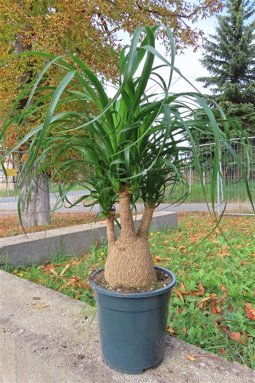 Elefantenfuß