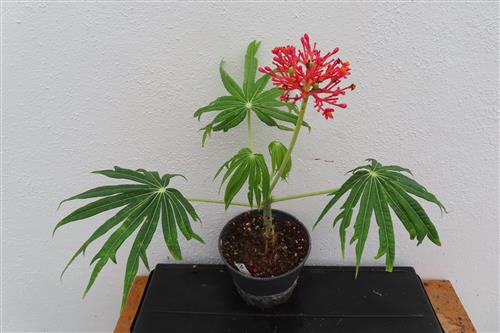 Jatropha multifida