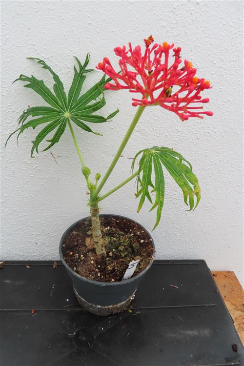 Jatropha multifida