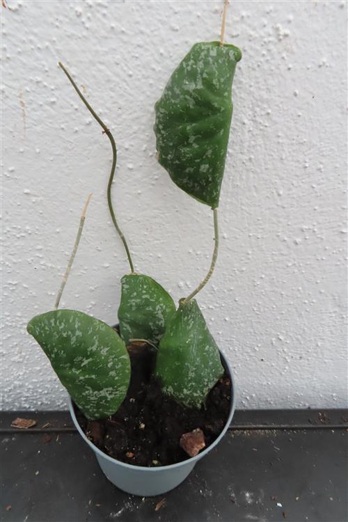 Hoya imbricata
