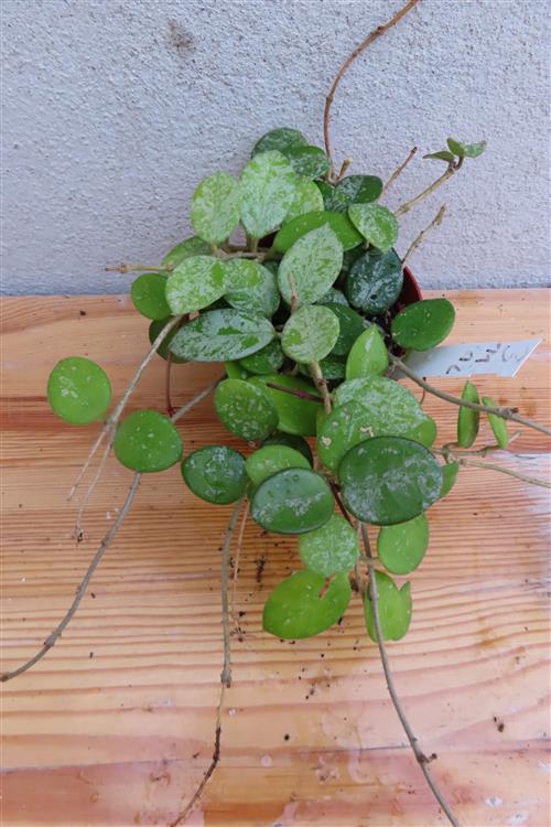Hoya mathilde splash