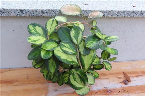 Hoya australis Lisa