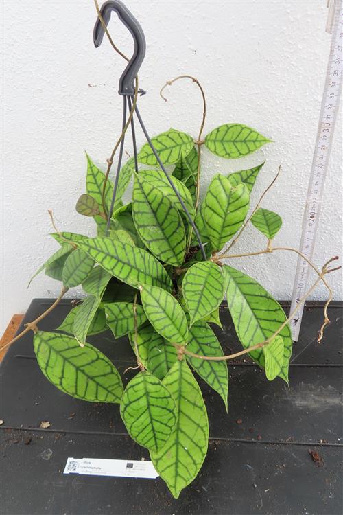 Hoya callistophylla KAL 16 Star of Samoa