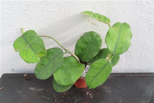 Hoya villosa Vietnam