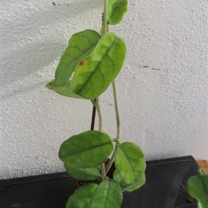 Hoya villosa Vietnam