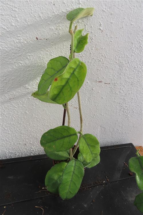 Hoya villosa Vietnam