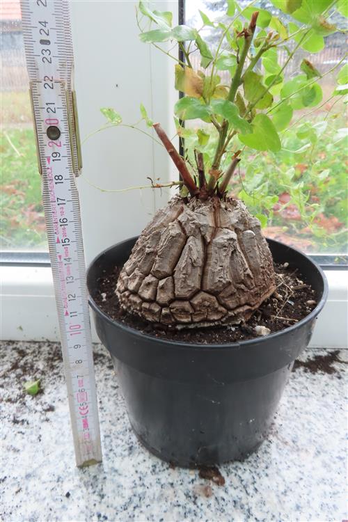 Dioscorea elephantipes – Bild 2