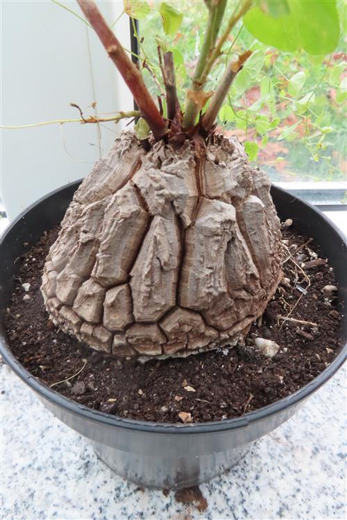 Dioscorea elephantipes – Bild 3