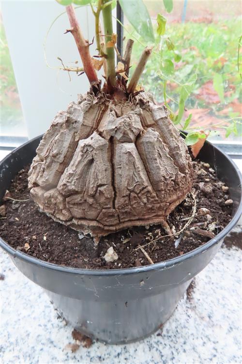 Dioscorea elephantipes – Bild 4