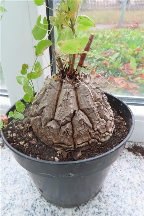 Dioscorea elephantipes – Bild 5
