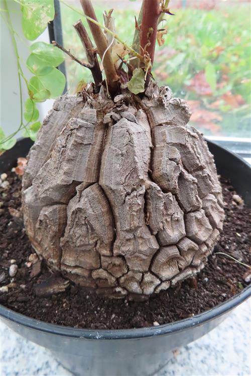 Dioscorea elephantipes – Bild 6