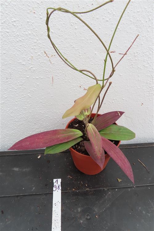 Hoya soligamiana – Bild 2