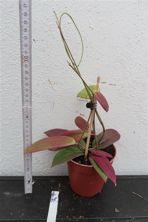 Hoya soligamiana – Bild 2
