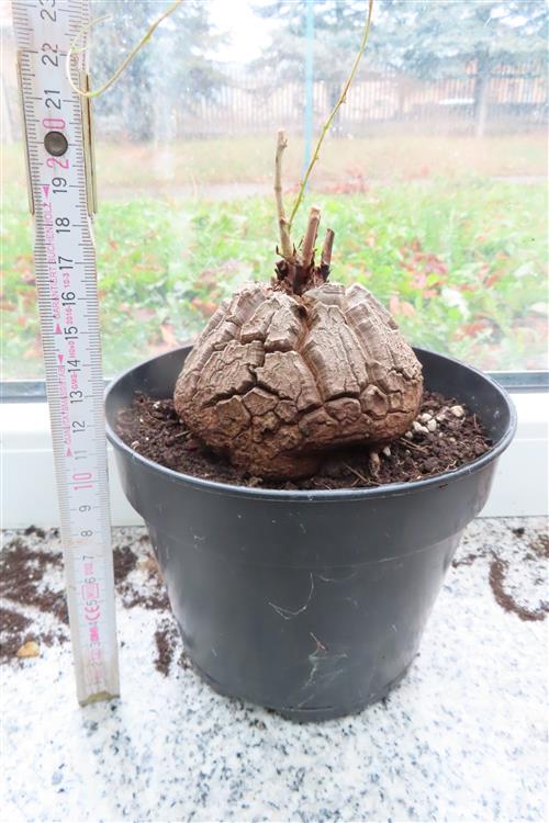 Dioscorea elephantipes – Bild 4