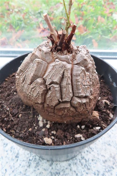 Dioscorea elephantipes – Bild 3