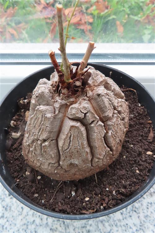 Dioscorea elephantipes – Bild 6