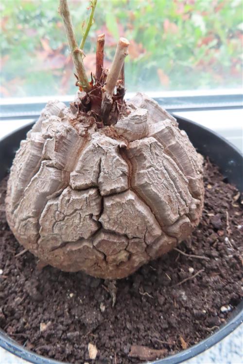 Dioscorea elephantipes – Bild 8