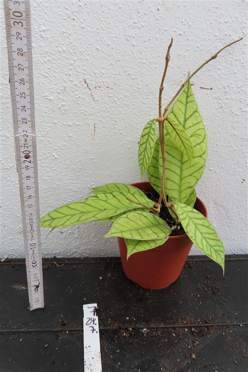Hoya callistophylla – Bild 2