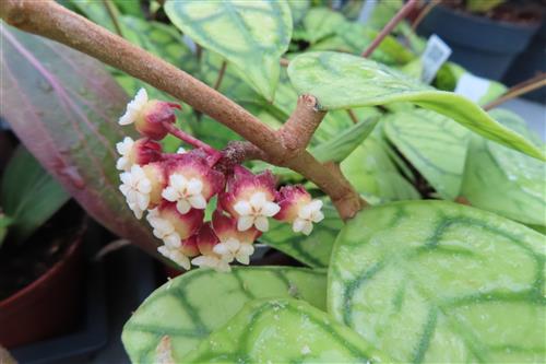 Hoya callistophylla – Bild 2