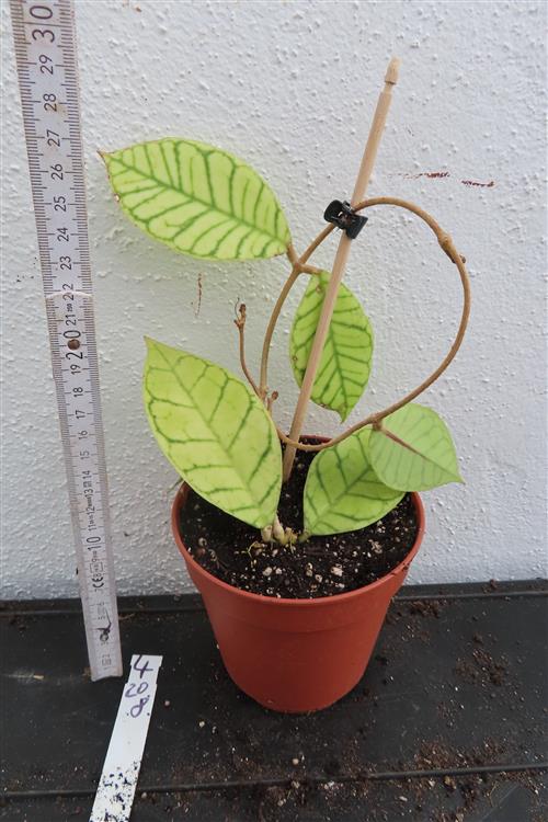 Hoya callistophylla – Bild 3