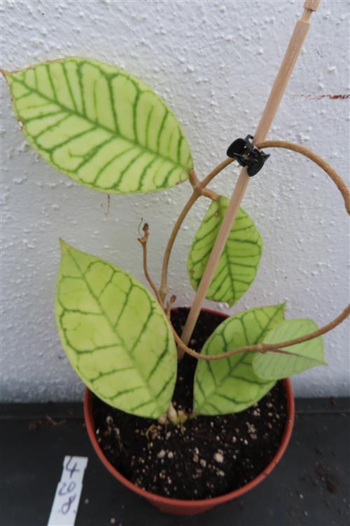 Hoya callistophylla – Bild 2