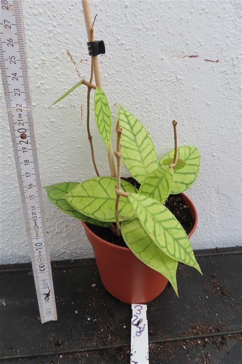 Hoya callistophylla – Bild 2