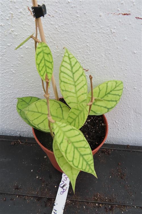 Hoya callistophylla – Bild 3