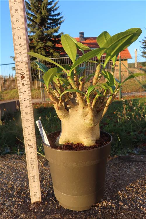 Adenium Baobab – Bild 2