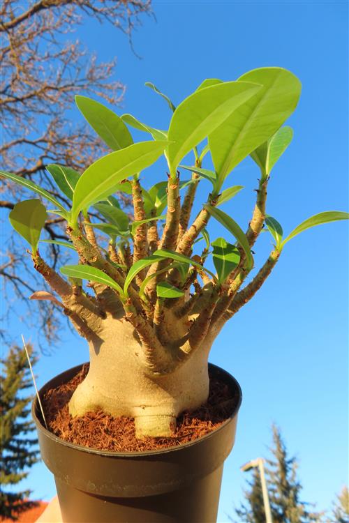 Adenium Baobab – Bild 3