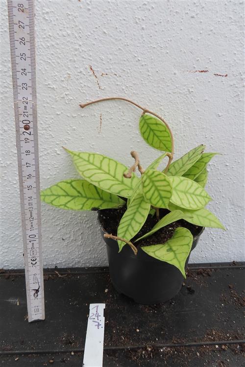 Hoya callistophylla – Bild 3