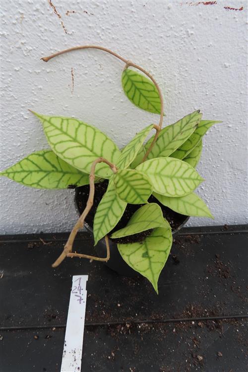 Hoya callistophylla – Bild 2