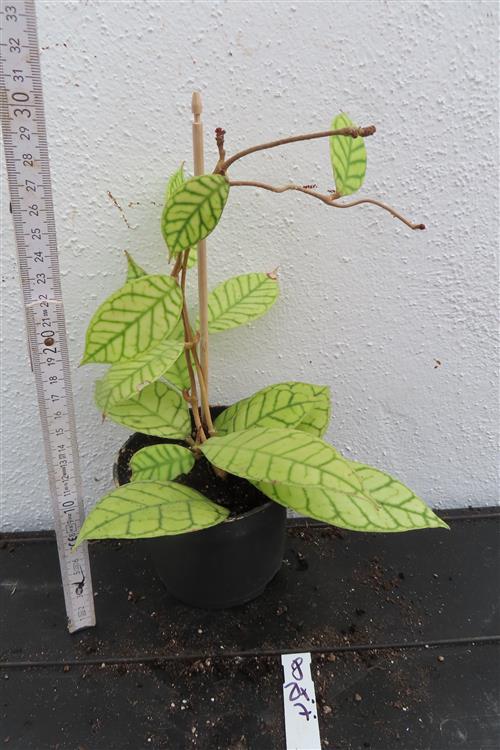 Hoya callistophylla – Bild 2